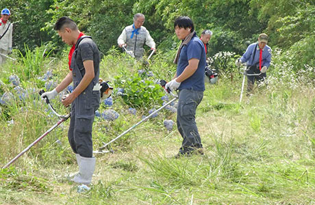 アジサイを傷つけないよう注意を払って