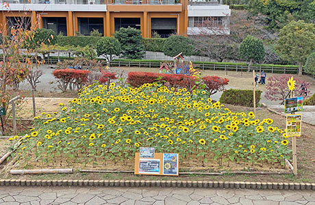 かにが沢公園で元気いっぱい咲き誇るひまわり