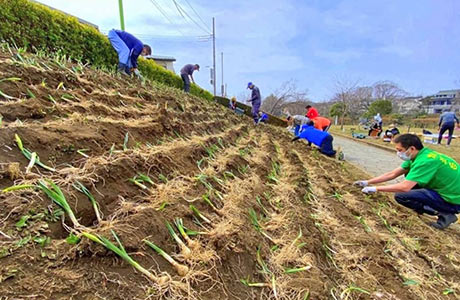 かにが沢公園の斜面で地域の方と一緒に水仙球根植え