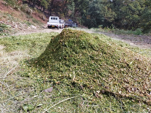 今後、植樹する苗木の肥料となるチップ