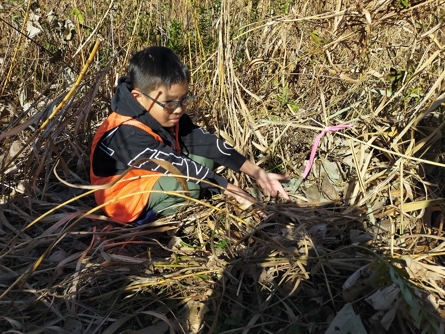 カヤネズミの巣を発見