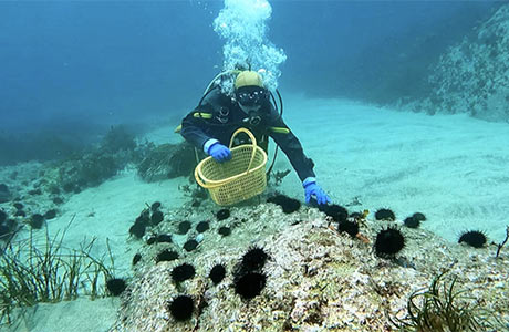 磯焼けが進行する海底で、ウニを移植するダイバー