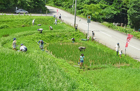 田んぼビオトープの生きもの調査。トキの餌となるカエルがたくさん見つかる