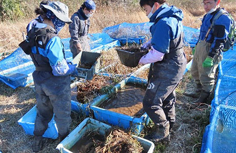 絶滅危惧 I A類のベッコウトンボ。沼での保全活動と併せ、コンテナ(通称:ゆりかご容器)を用いた保護・増殖活動にも取り組む
