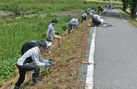 球根の植栽活動。植えるのは一級河川草野川の堤防1kmと周辺あぜ道