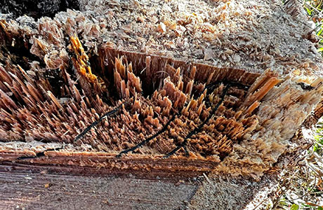カシノナガキクイムシが木に掘った孔道（トンネル）。この孔道を伝ってナラ菌が蔓延すると、ぼろぼろに腐ってしまう