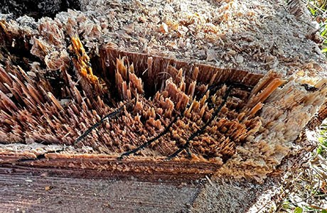 カシノナガキクイムシが木に掘った孔道(トンネル)。この孔道を伝ってナラ菌が蔓延すると、ぼろぼろに腐ってしまう