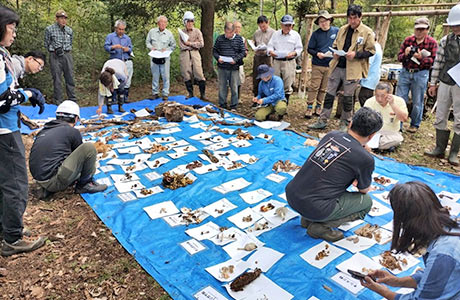 夏と秋に行っているきのこ観察会