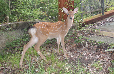センサーカメラで撮影されたニホンジカ