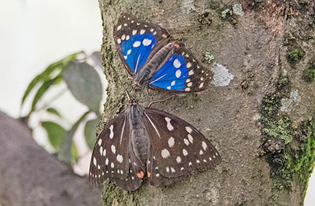 活動レポート2025秋号　大原のオオムラサキを守る会（京都府京都市）