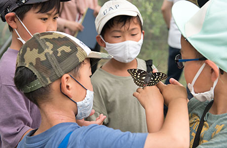 子どもたち自らが自然に還す、放蝶会の様子