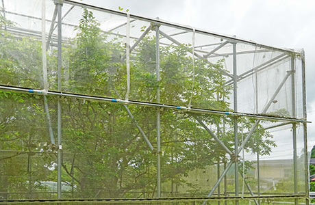 エノキが茂った飼育網室