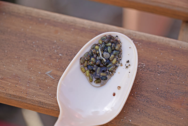 2025年9月6日（土）第8回青森セブンの海の森