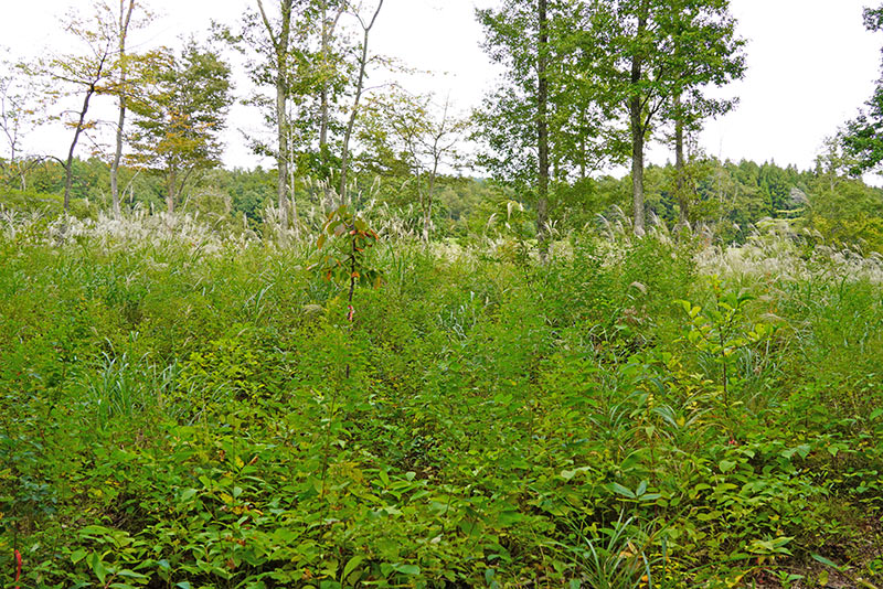 2025年10月4日(土)第15回長野セブンの森