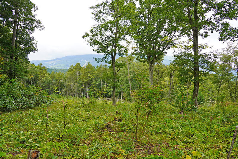 2025年10月4日(土)第15回長野セブンの森