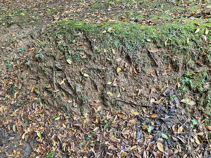 2025年10月18日(土)第16回三重セブンの森