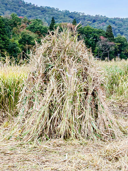 完成したぼっち。大人よりも高い背丈です。