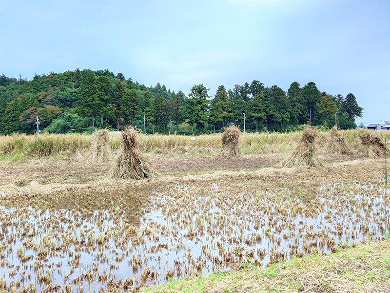 完成したぼっち。大人よりも高い背丈です。
