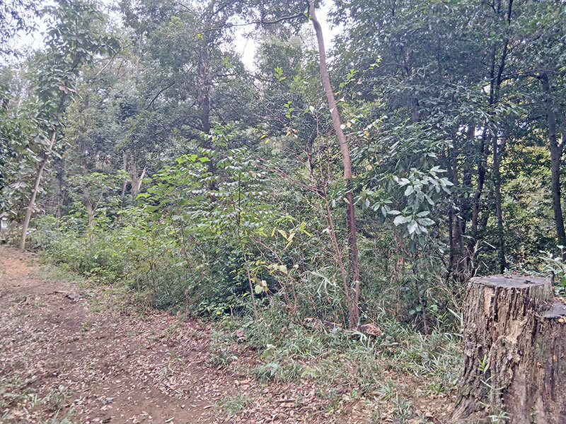 2025年10月25日（土）第45回高尾セブンの森