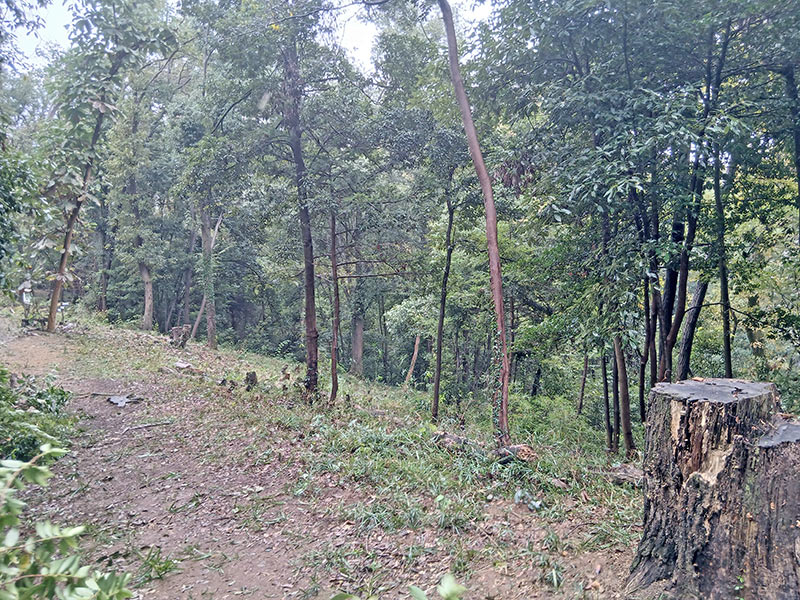 2025年10月25日（土）第45回高尾セブンの森