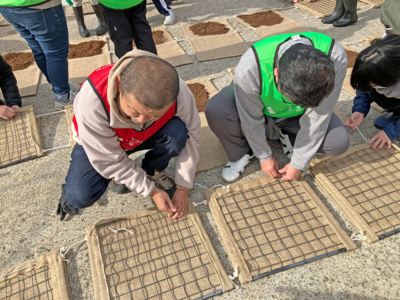 アマモの種の選別と播種作業