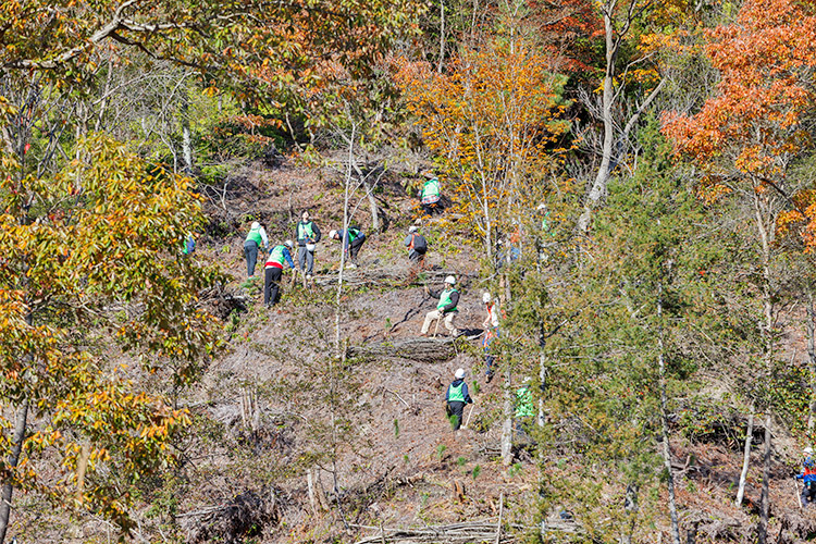 植樹の様子