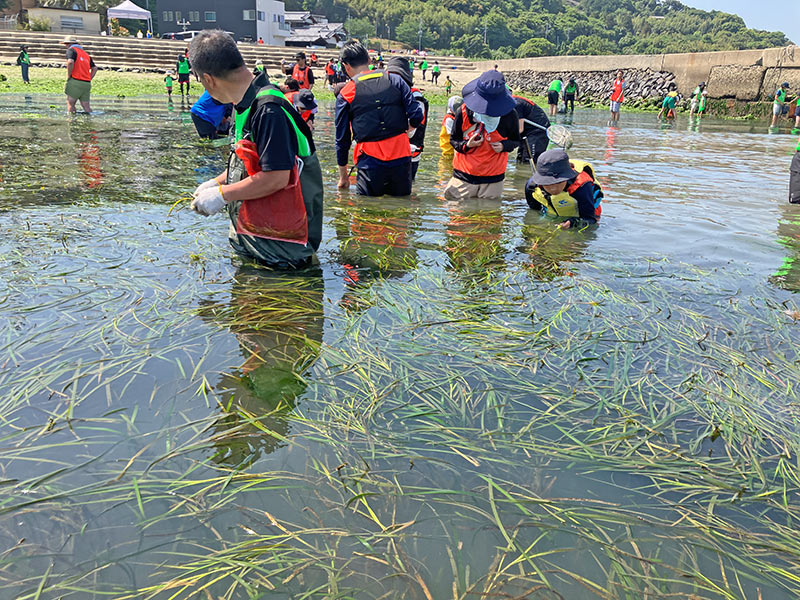 アマモの花枝採取
