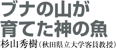 ブナの山が育てた神の魚　杉山秀樹（秋田県立大学客員教授）