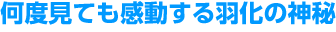 何度見ても感動する羽化の神秘