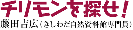 チリモンを探せ！　藤田吉広（きしわだ自然資料館専門員）