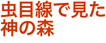 虫目線で見た神の森