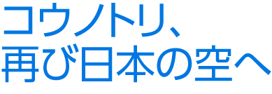 コウノトリ、再び日本の空へ