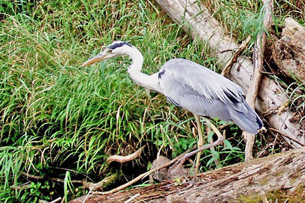 九重の生物図鑑 鳥 九重ふるさと自然学校 一般財団法人セブン イレブン記念財団