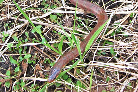 九重の生物図鑑 爬虫類 両生類 九重ふるさと自然学校 一般財団法人セブン イレブン記念財団