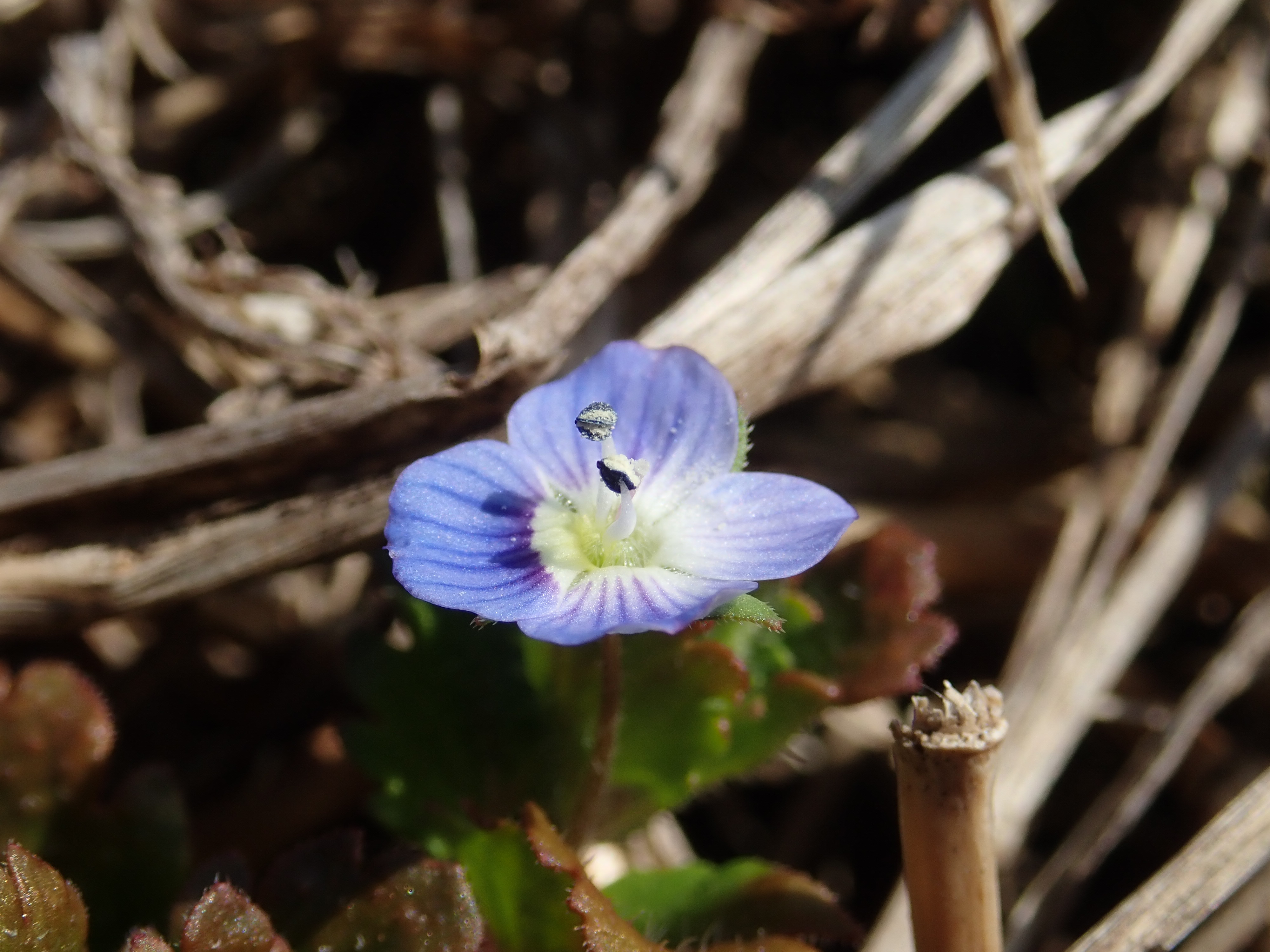 足元の春 畑の様子を見に行くと 足元に小さな花を見つけました 陽の光を浴びる青い小さな花 オオイヌノフグリです 小さな小さな白い花 コハコベも咲いていました 春の七草のハコベ ハコベラ です 例年だと もう少し暖かくなる3月頃から目