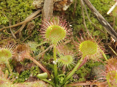 旬を過ぎても美しい とうに梅雨は過ぎ アジサイの季節は終わりましたが暑い日に咲く夏のアジサイは淡く色あせ 夏に見る涼しげな浴衣のようで綺麗です アジサイは土の性質や 時の経過によって色が変わることにより 花言葉に 移り気 や 冷淡