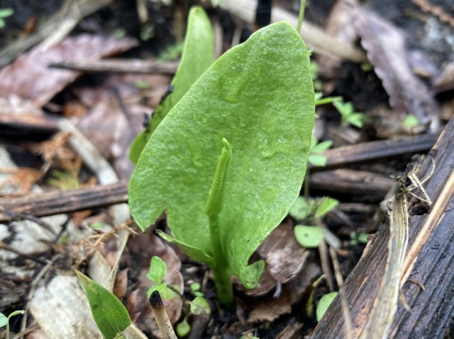 ヤスリを持つ植物