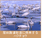 屈斜路湖砂湯に飛来するハクチョウ