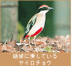 絶滅に瀕しているヤイロチョウ