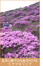 五月に鮮やかな色を付けるミヤマキリシマ