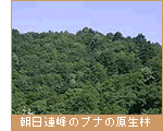 朝日連峰のブナの原生林