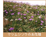 マツムシソウのお花畑