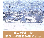 猪苗代湖には数多くの白鳥が飛来する