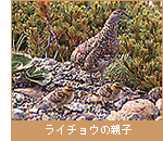 ライチョウの親子