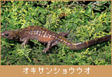 オキサンショウウオ