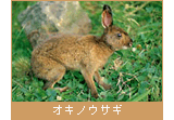 オキノウサギ
