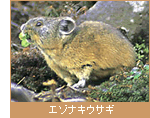 エゾナキウサギ