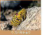 ウスバキチョウ