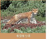 キタキツネ