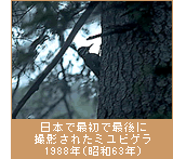 日本で最初で最後に撮影されたミユビゲラ 1988年(昭和63年)